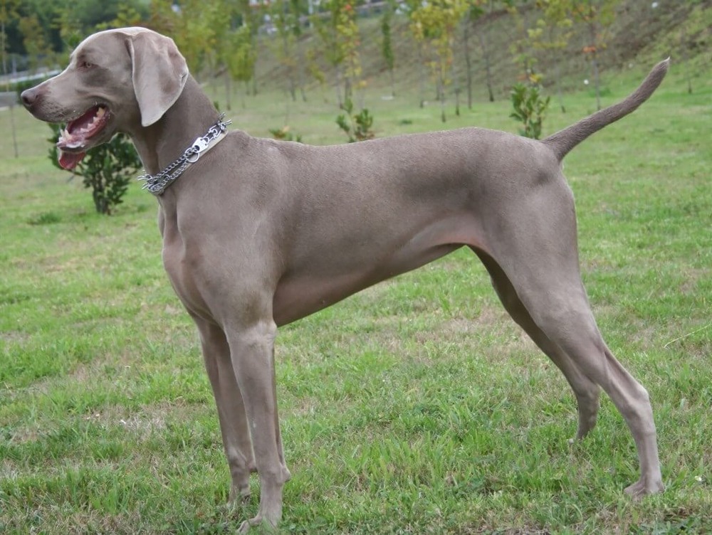Weimaraner lying down indoors, watching attentively