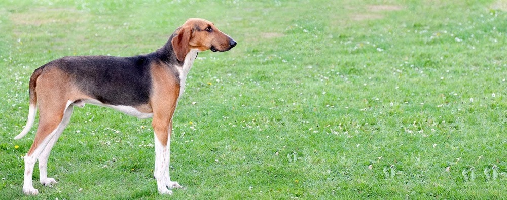 Poitevin hound standing outdoors