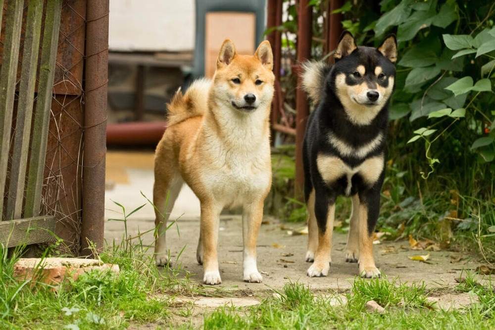 Red Shiba Inu with curled tail