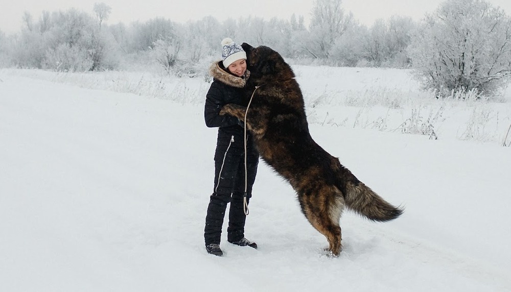 Large guardian dog with a thick coat standing alert outdoors
