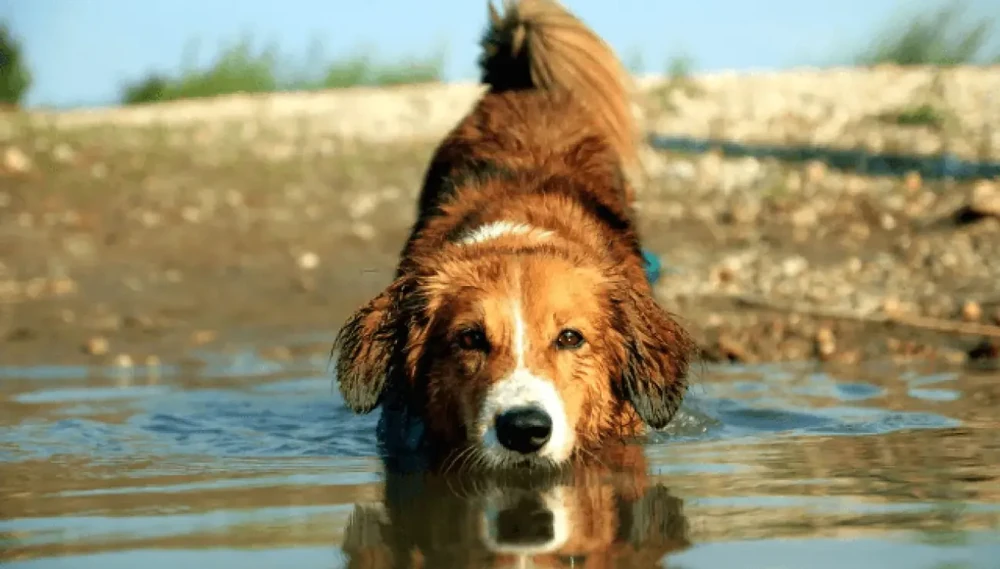 Austrian Pinscher on a lead during a walk