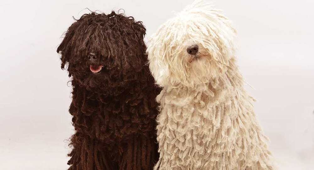 Close view of a Hungarian Puli corded coat
