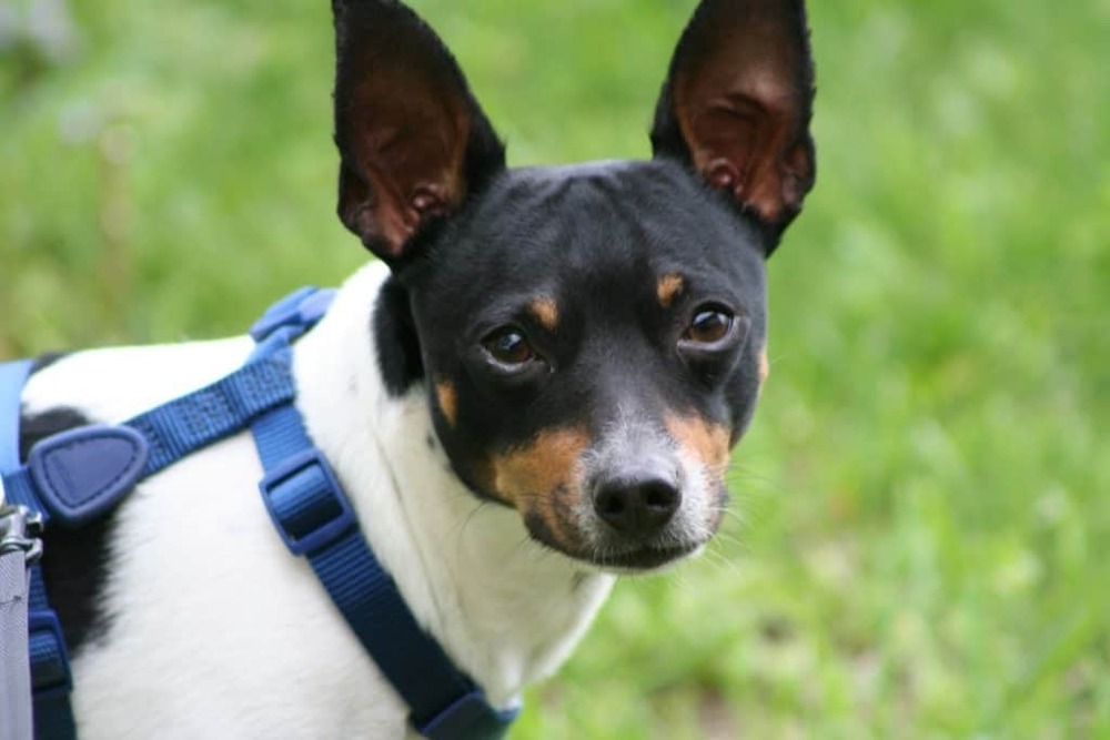 Treeing Feist walking on lead