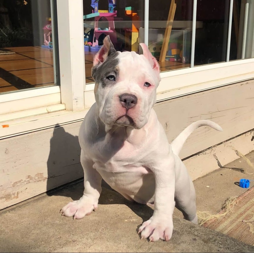 American Bully sitting calmly