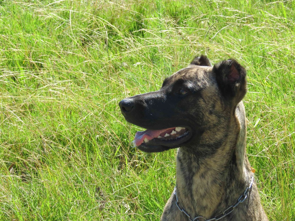 Cimarron Uruguayo with short coat