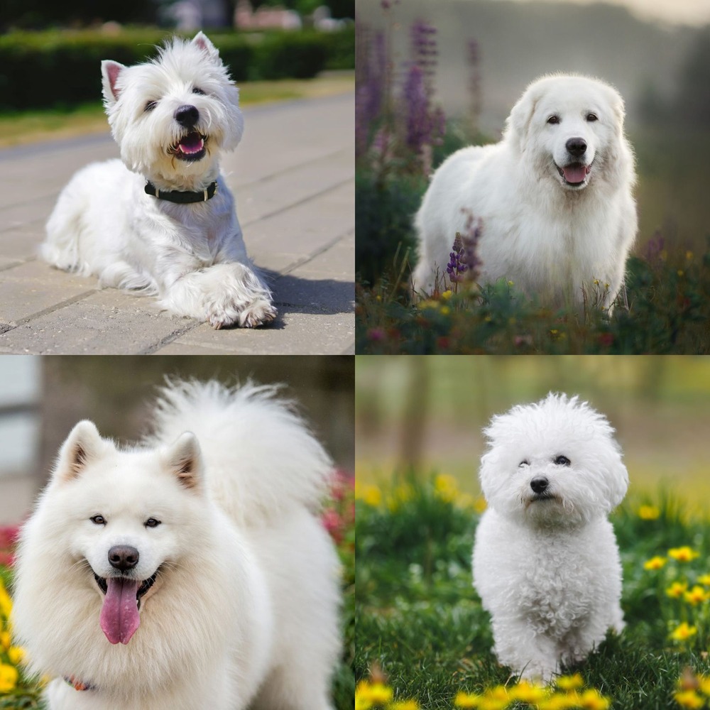 Dog being gently brushed