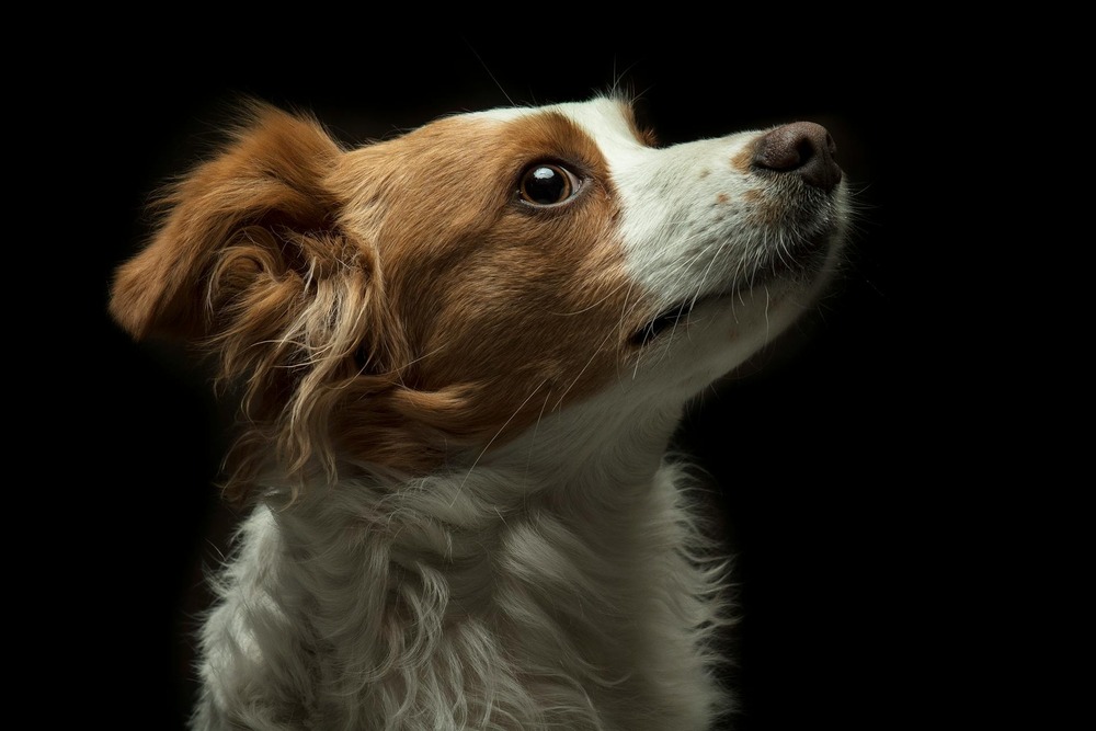 Hmong Bobtail Dog resting on the ground