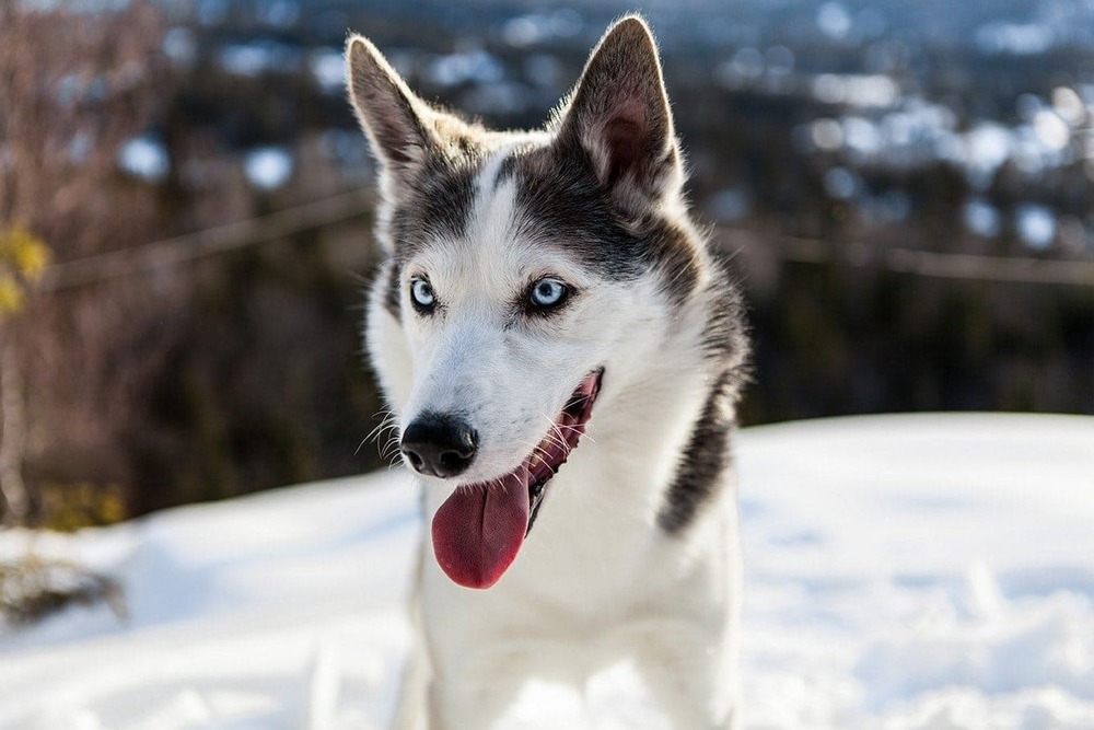 Alaskan Husky standing alert