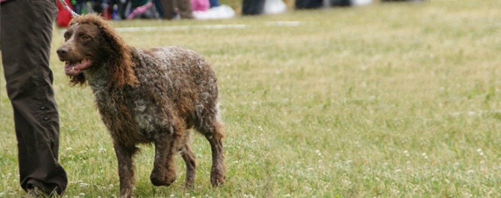 Pont-Audemer Spaniel standing outdoors