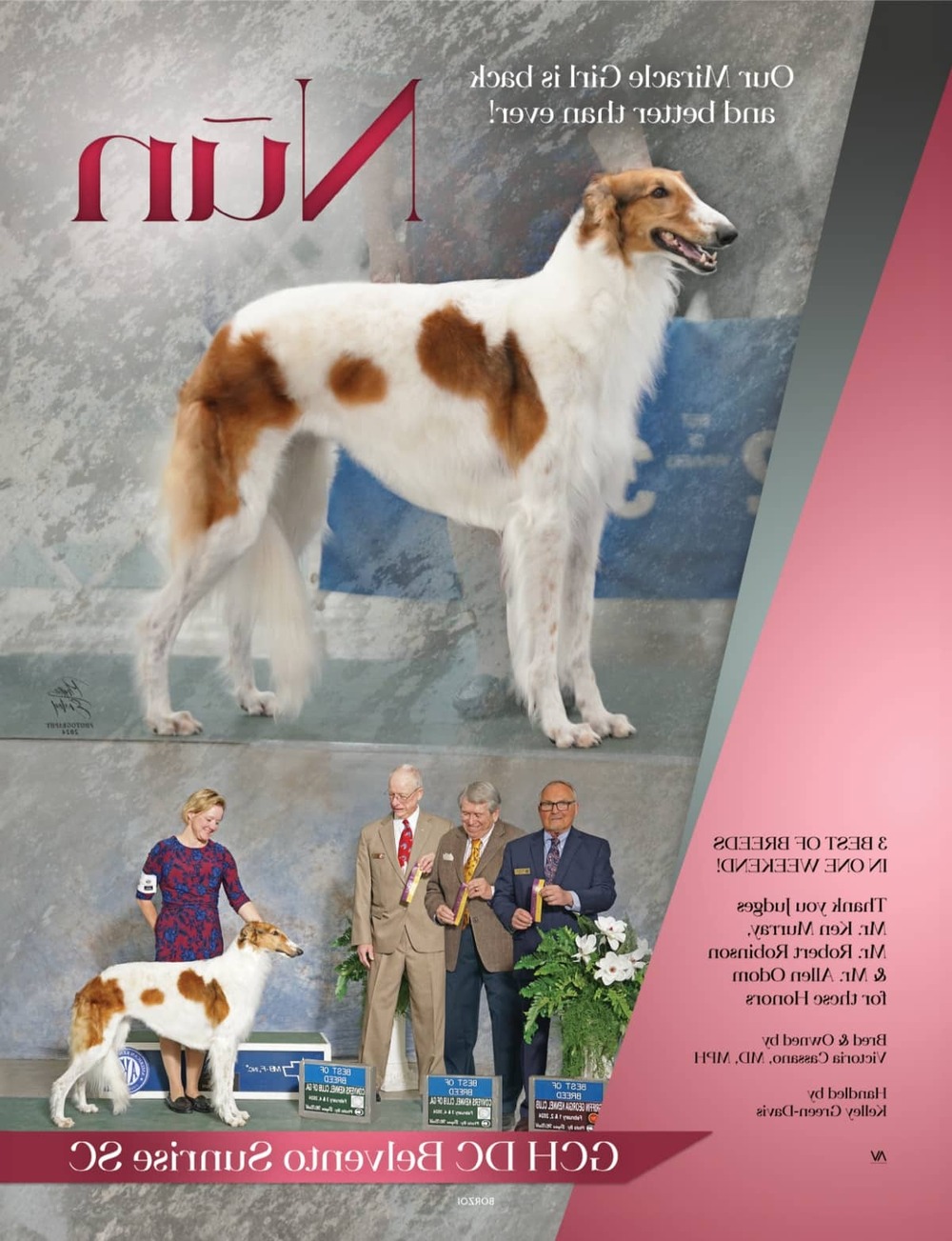 Boykin Spaniel sitting outdoors