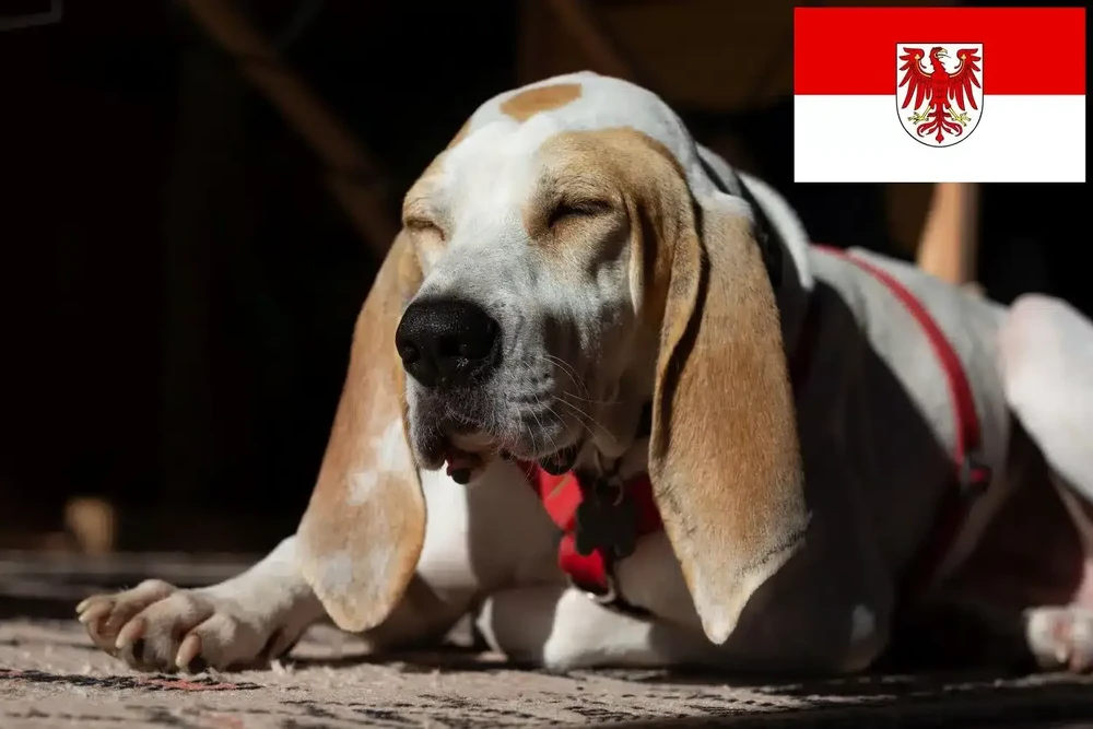 Sabueso Espanol standing in profile