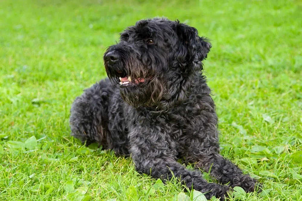 Kerry Blue Terrier close up of coat texture