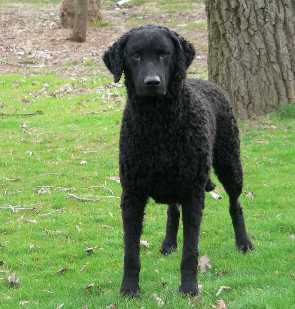 Curly-Coated Retriever standing outdoors