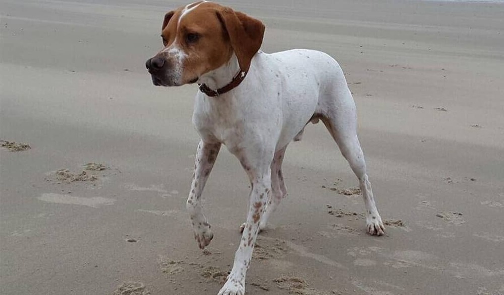 Pachon Navarro outdoors in profile