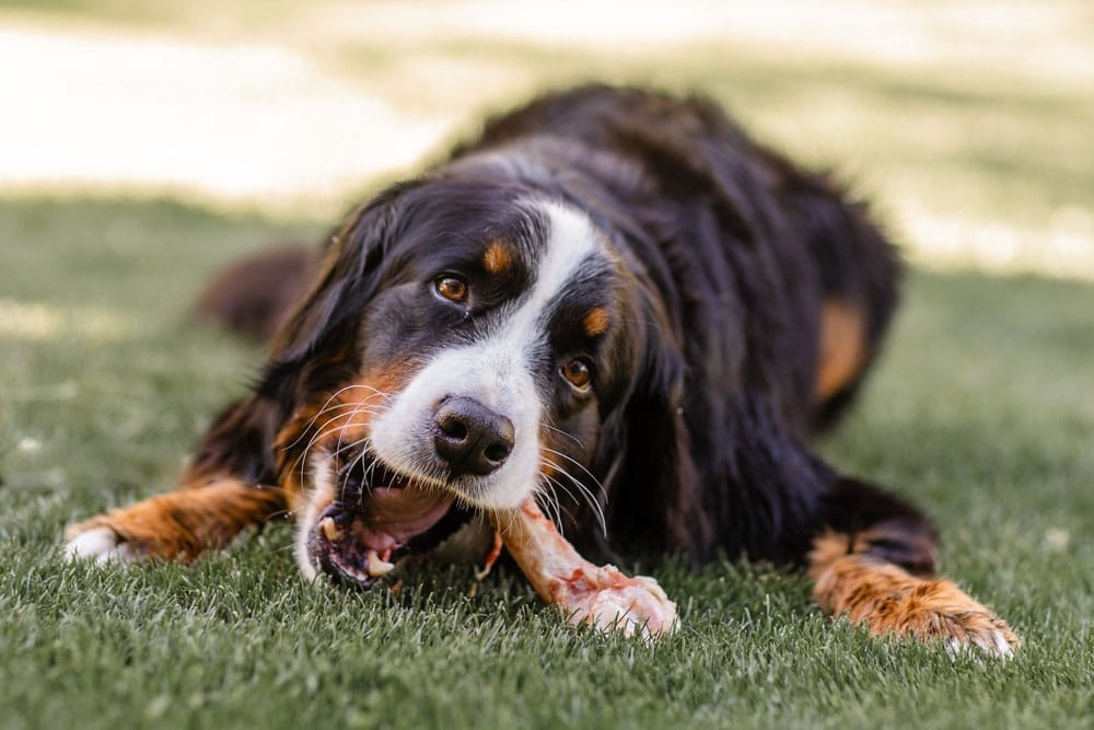Treats and a dog toy ready for training