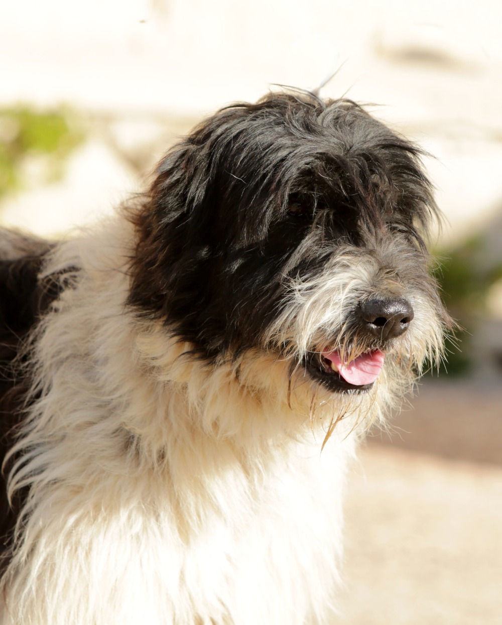 Spino degli Iblei sitting calmly outdoors