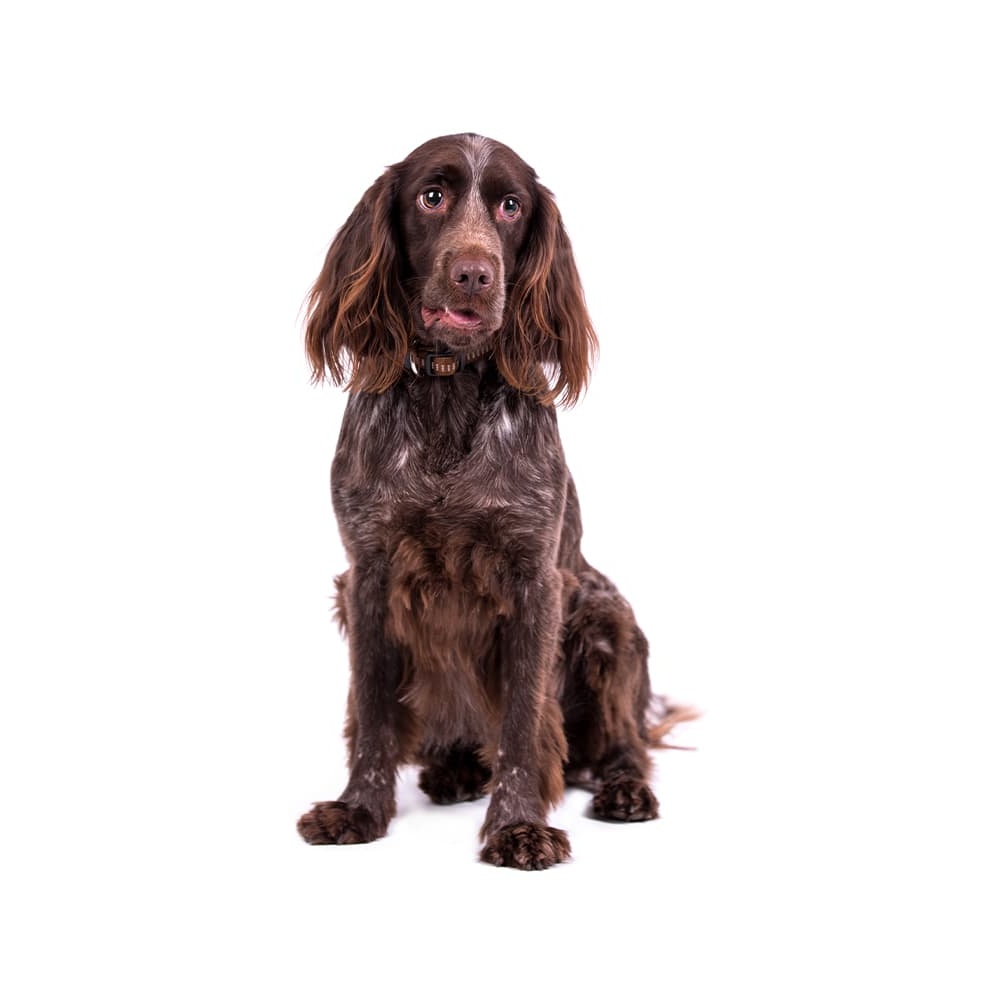 German Spaniel looking attentive
