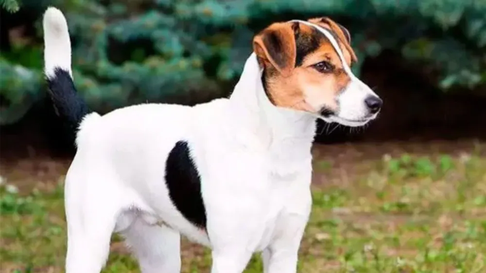 Feist-type dog sitting and watching attentively