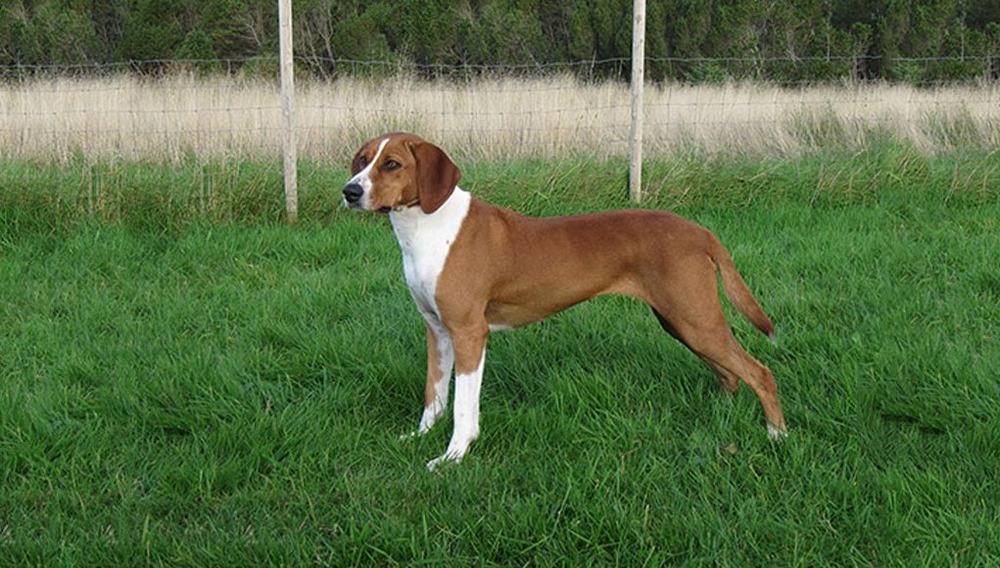 Hygen Hound head and shoulders