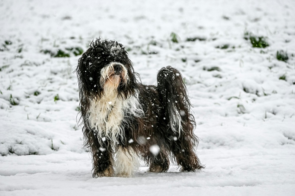 Shaggy Tibetan Kyi Apso close-up