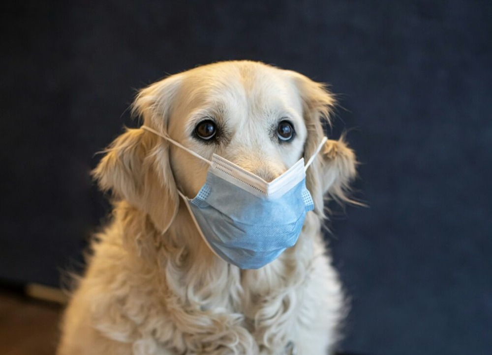 Dog breathing with mouth slightly open