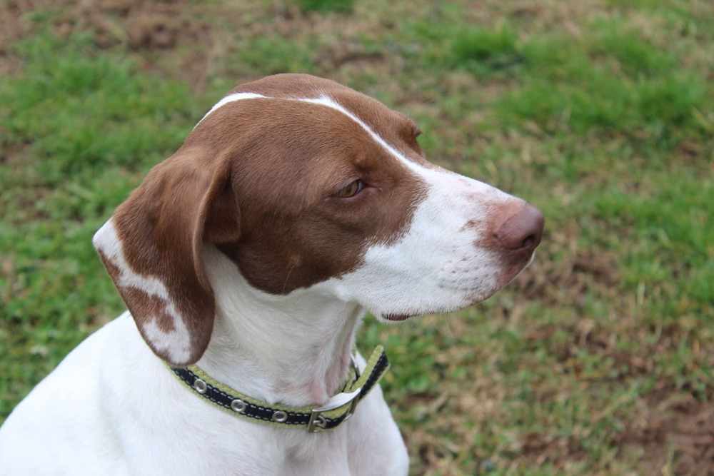 Braque Saint-Germain profile view