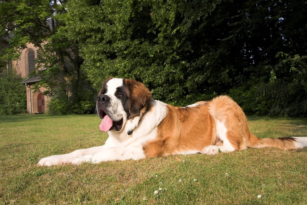 Close view of a Saint Bernard face