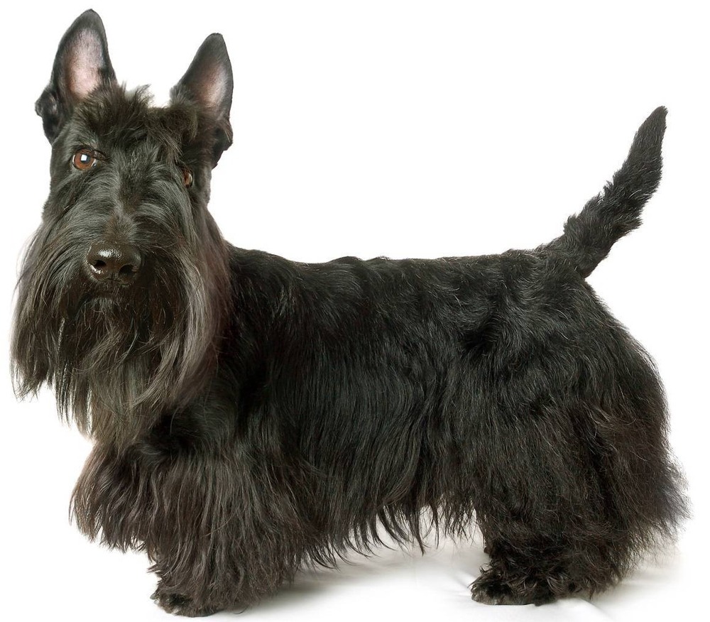 Close view of a Scottish Terrier face with beard
