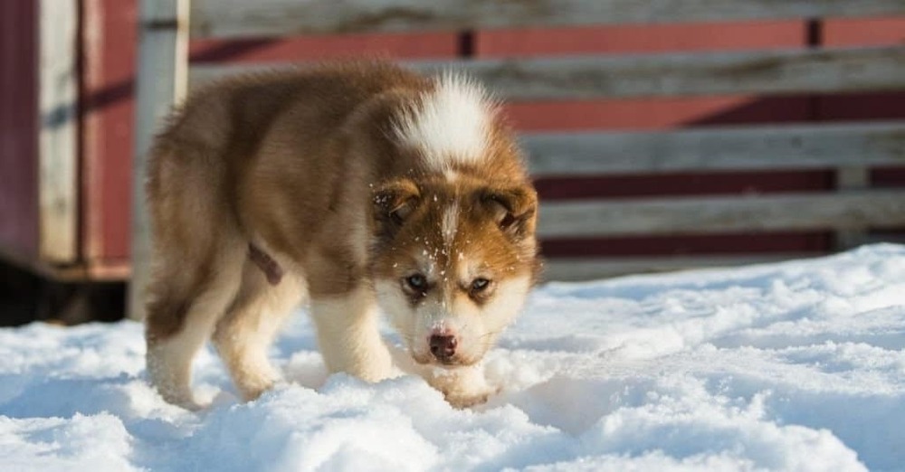 Greenland Dog in harness-ready stance