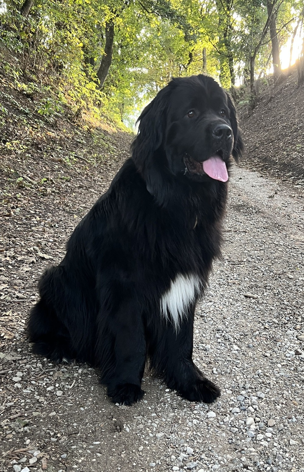 Black Romanian Raven Shepherd Dog standing in open space