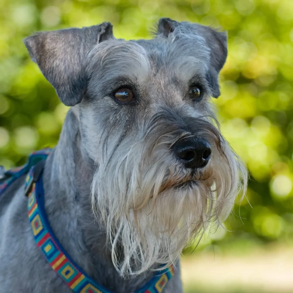 Miniature Schnauzer walking on lead