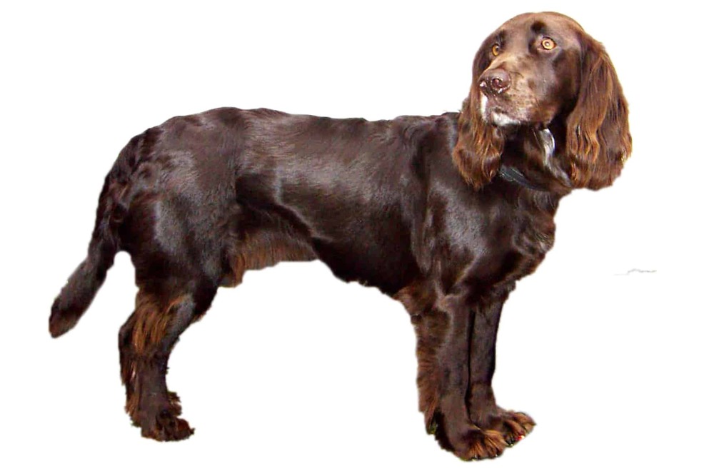 German Spaniel resting outdoors