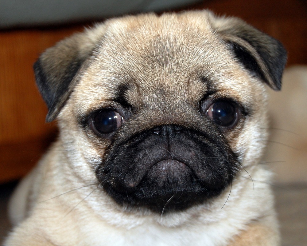 Pug outdoors in soft light