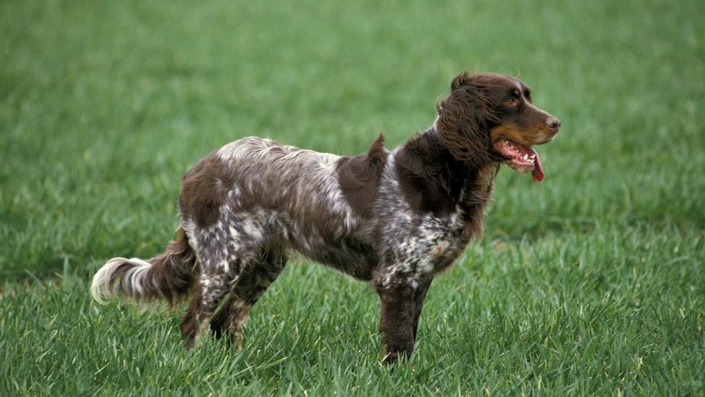 Picardy Spaniel running on grass