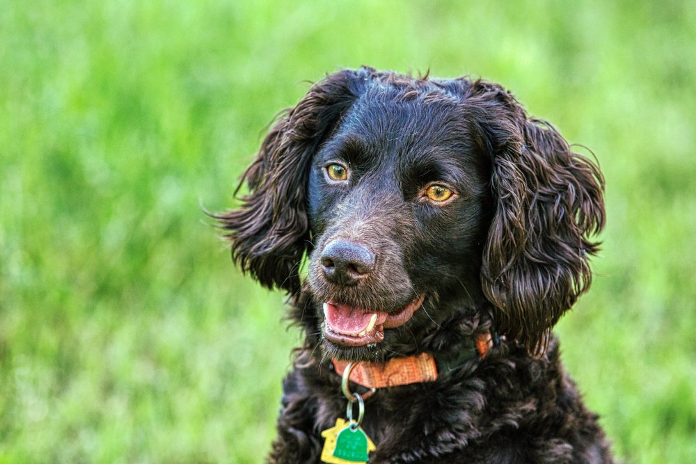Boykin Spaniel standing beside owner outdoors