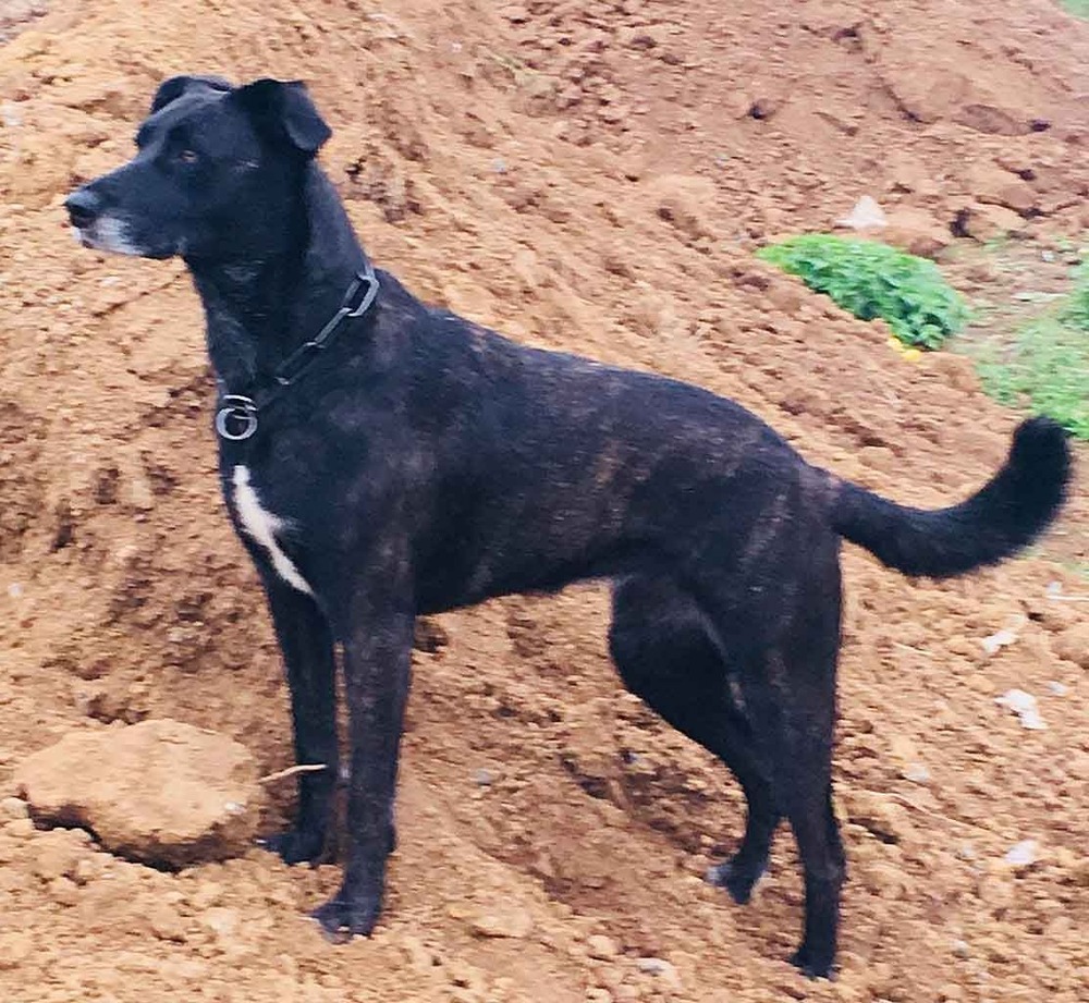 Brindle Perro Majorero close view