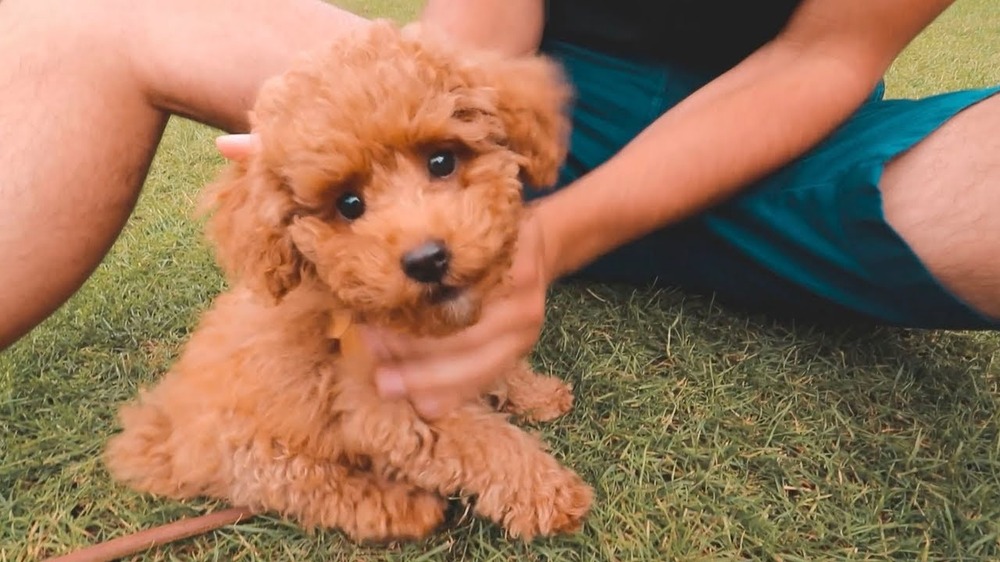 Toy Poodle eating from a bowl