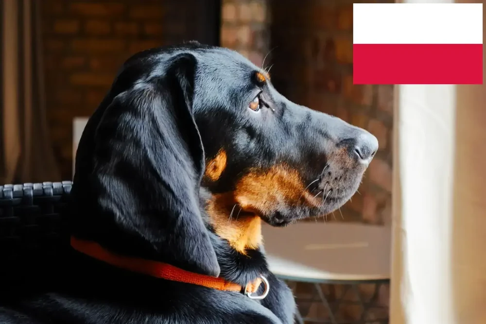 Gończy Polski standing side-on