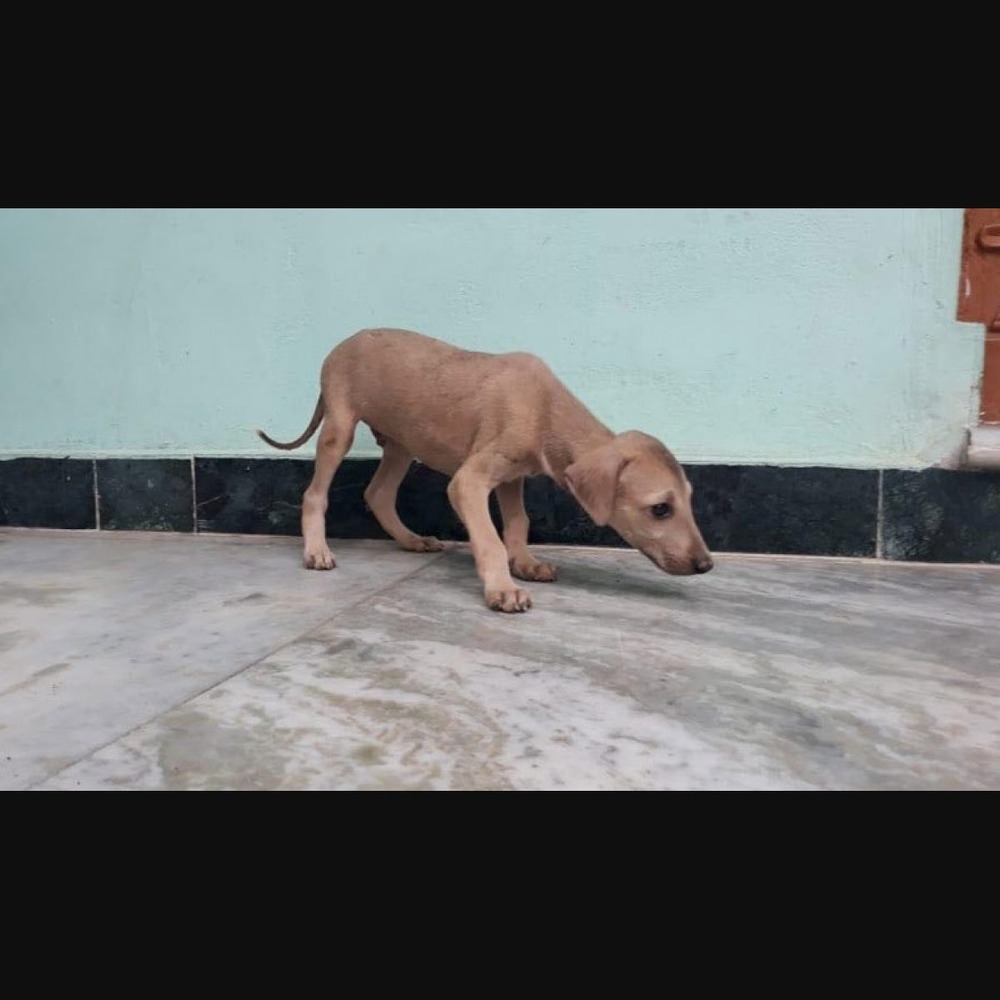Chippiparai standing outdoors