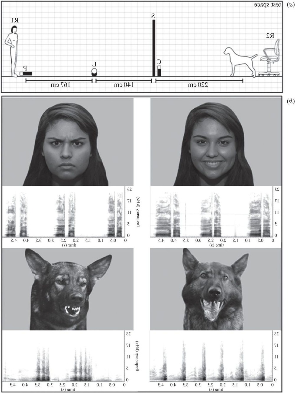 Dog showing high arousal during play