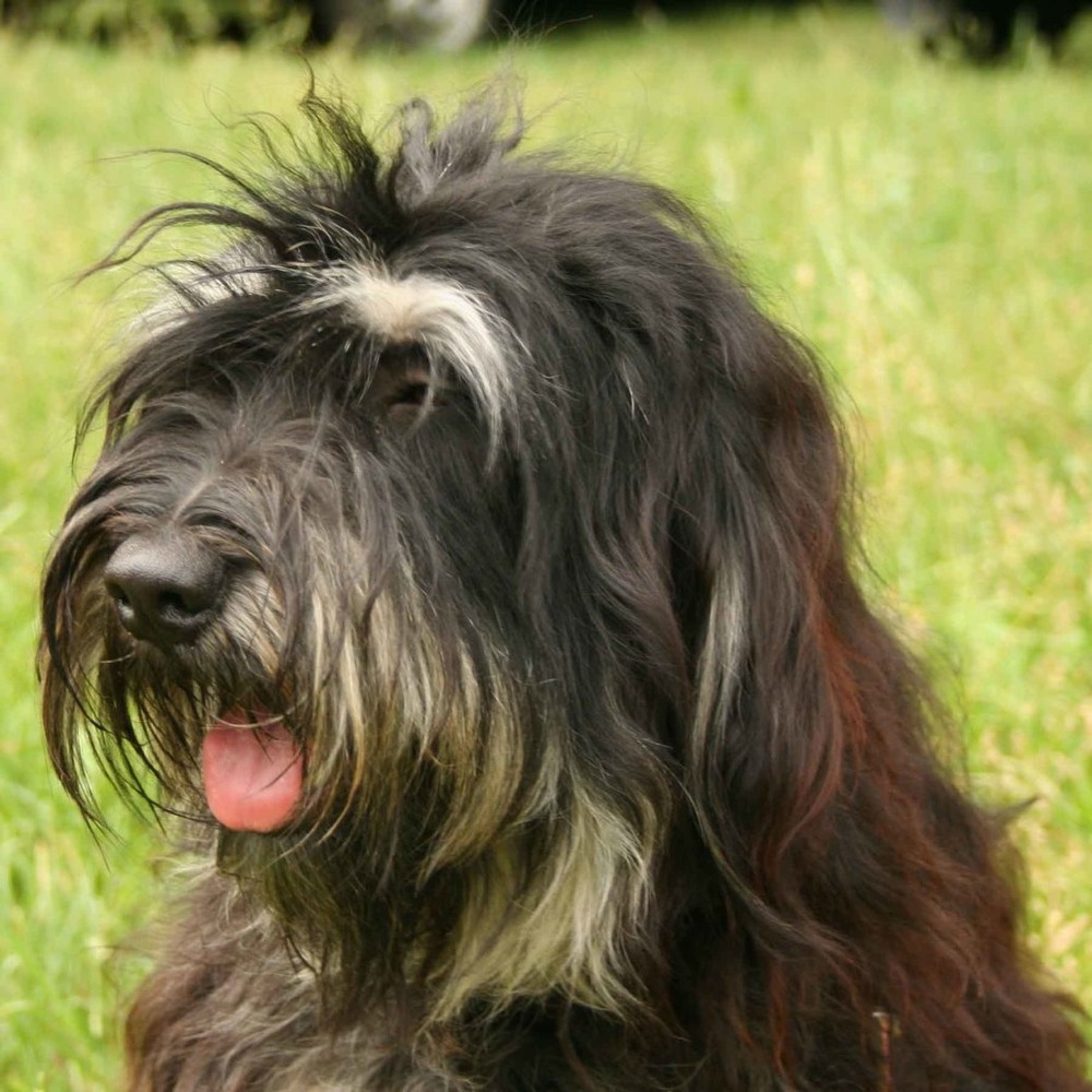 Cao da Serra de Aires portrait with alert expression