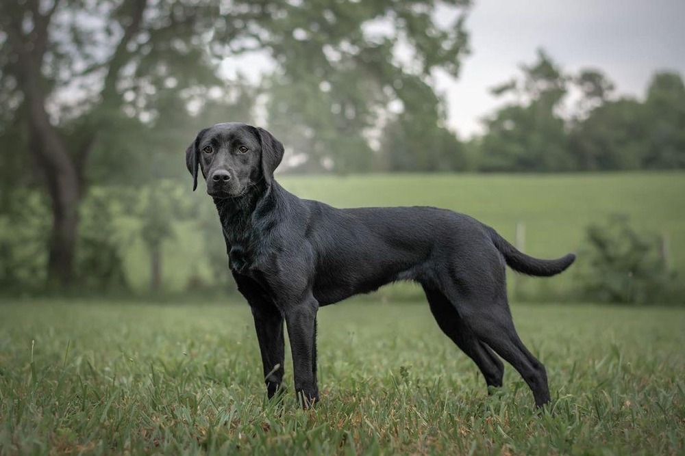 Active shepherd dog outdoors