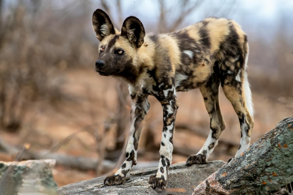 Dingo looking alert with ears upright