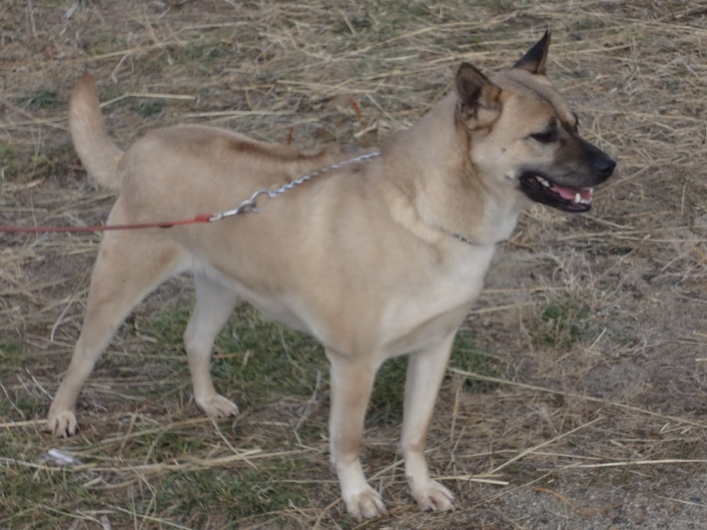 Thai Ridgeback standing side on