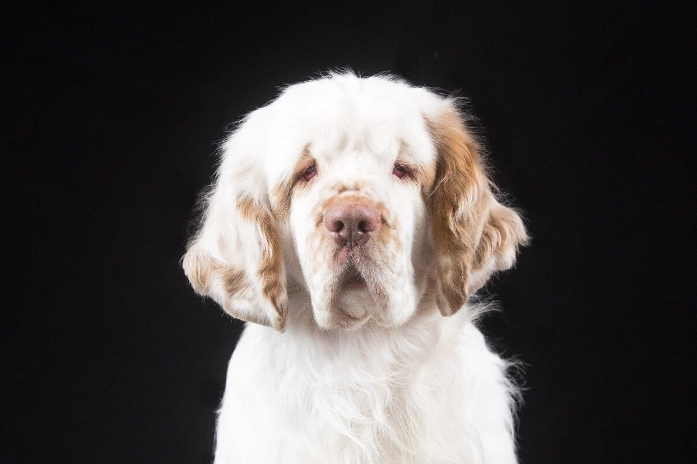 Clumber Spaniel standing near owner outdoors