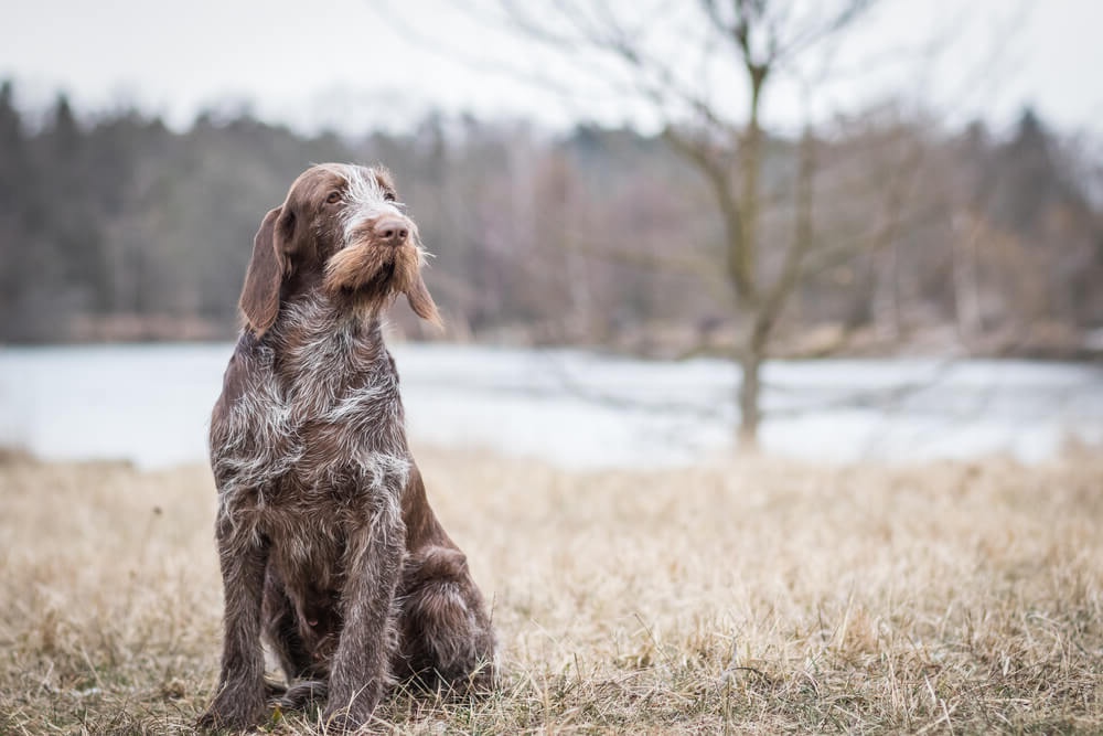 Spinone Italiano lying down in the grass