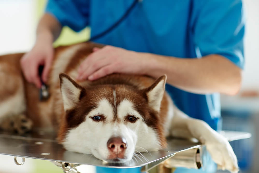 Dog waiting by a door to go outside