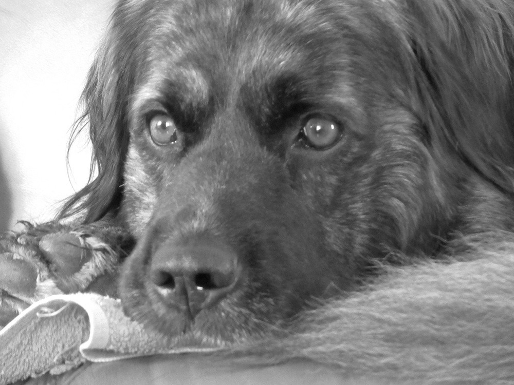 Cursinu dog with semi-erect ears looking alert