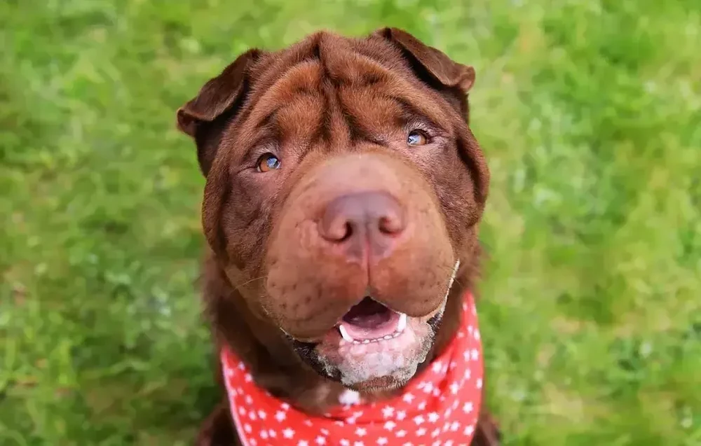 Chinese Shar-Pei close-up showing wrinkles