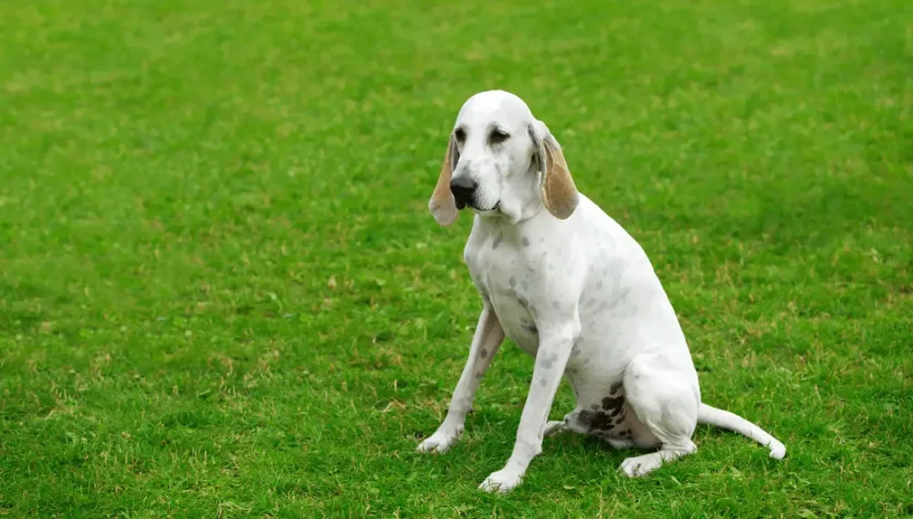 Billy dog outdoors in profile